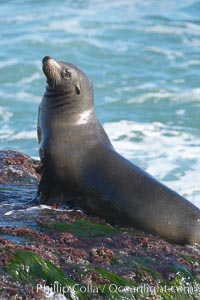 California sea lion, Zalophus californianus, La Jolla