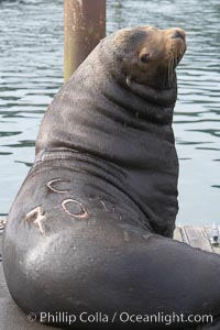 A bull sea lion shows a brand burned into its hide by the Oregon Department of Fish and Wildlife, to monitor it from season to season as it travels between California, Oregon and Washington.  Some California sea lions, such as this one C-704, prey upon migrating salmon that gather in the downstream waters and fish ladders of Bonneville Dam on the Columbia River.  The 