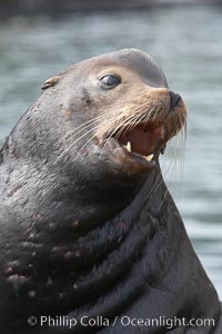 Sea lion head profile, showing small external ear, prominant forehead typical of adult males, whiskers.  This sea lion is hauled out on public docks in Astoria's East Mooring Basin.  This bachelor colony of adult males takes up residence for several weeks in late summer on public docks in Astoria after having fed upon migrating salmon in the Columbia River.  The sea lions can damage or even sink docks and some critics feel that they cost the city money in the form of lost dock fees, Zalophus californianus