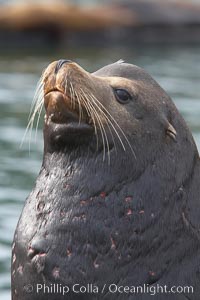 Sea lion head profile, showing small external ear, prominant forehead typical of adult males, whiskers.  This sea lion is hauled out on public docks in Astoria's East Mooring Basin.  This bachelor colony of adult males takes up residence for several weeks in late summer on public docks in Astoria after having fed upon migrating salmon in the Columbia River.  The sea lions can damage or even sink docks and some critics feel that they cost the city money in the form of lost dock fees, Zalophus californianus