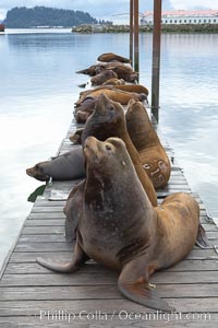 Sea lions hauled out on public docks in Astoria's East Mooring Basin.  This bachelor colony of adult males takes up residence for several weeks in late summer on public docks in Astoria after having fed upon migrating salmon in the Columbia River.  The sea lions can damage or even sink docks and some critics feel that they cost the city money in the form of lost dock fees.