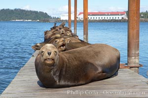 Sea lions hauled out on public docks in Astoria's East Mooring Basin.  This bachelor colony of adult males takes up residence for several weeks in late summer on public docks in Astoria after having fed upon migrating salmon in the Columbia River.  The sea lions can damage or even sink docks and some critics feel that they cost the city money in the form of lost dock fees, Zalophus californianus