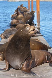 Sea lions hauled out on public docks in Astoria's East Mooring Basin.  This bachelor colony of adult males takes up residence for several weeks in late summer on public docks in Astoria after having fed upon migrating salmon in the Columbia River.  The sea lions can damage or even sink docks and some critics feel that they cost the city money in the form of lost dock fees, Zalophus californianus