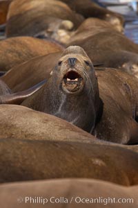 Sea lions hauled out on public docks in Astoria's East Mooring Basin.  This bachelor colony of adult males takes up residence for several weeks in late summer on public docks in Astoria after having fed upon migrating salmon in the Columbia River.  The sea lions can damage or even sink docks and some critics feel that they cost the city money in the form of lost dock fees, Zalophus californianus