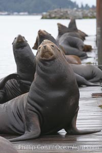 Sea lions hauled out on public docks in Astoria's East Mooring Basin.  This bachelor colony of adult males takes up residence for several weeks in late summer on public docks in Astoria after having fed upon migrating salmon in the Columbia River.  The sea lions can damage or even sink docks and some critics feel that they cost the city money in the form of lost dock fees, Zalophus californianus