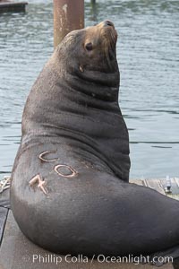 A bull sea lion shows a brand burned into its hide by the Oregon Department of Fish and Wildlife, to monitor it from season to season as it travels between California, Oregon and Washington.  Some California sea lions, such as this one C-704, prey upon migrating salmon that gather in the downstream waters and fish ladders of Bonneville Dam on the Columbia River.  The "C" in its brand denotes Columbia River. These  sea lions also form bachelor colonies that haul out on public docks in Astoria's East Mooring Basin and elsewhere, where they can damage or even sink docks, Zalophus californianus