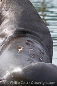 A bull sea lion shows a brand burned into its hide by the Oregon Department of Fish and Wildlife, to monitor it from season to season as it travels between California, Oregon and Washington.  Some California sea lions, such as this one C-704, prey upon migrating salmon that gather in the downstream waters and fish ladders of Bonneville Dam on the Columbia River.  The 