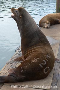 A bull sea lion shows a brand burned into its hide by the Oregon Department of Fish and Wildlife, to monitor it from season to season as it travels between California, Oregon and Washington.  Some California sea lions, such as this one C-520, prey upon migrating salmon that gather in the downstream waters and fish ladders of Bonneville Dam on the Columbia River.  The 