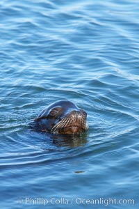 California sea lion swimming, Zalophus californianus, Columbia River, Astoria, Oregon