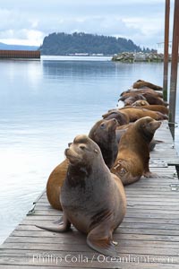 Sea lions hauled out on public docks in Astoria's East Mooring Basin.  This bachelor colony of adult males takes up residence for several weeks in late summer on public docks in Astoria after having fed upon migrating salmon in the Columbia River.  The sea lions can damage or even sink docks and some critics feel that they cost the city money in the form of lost dock fees, Zalophus californianus