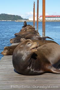 Sea lions hauled out on public docks in Astoria's East Mooring Basin.  This bachelor colony of adult males takes up residence for several weeks in late summer on public docks in Astoria after having fed upon migrating salmon in the Columbia River.  The sea lions can damage or even sink docks and some critics feel that they cost the city money in the form of lost dock fees, Zalophus californianus