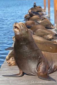 Sea lions hauled out on public docks in Astoria's East Mooring Basin.  This bachelor colony of adult males takes up residence for several weeks in late summer on public docks in Astoria after having fed upon migrating salmon in the Columbia River.  The sea lions can damage or even sink docks and some critics feel that they cost the city money in the form of lost dock fees, Zalophus californianus