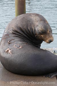 A bull sea lion shows a brand burned into its hide by the Oregon Department of Fish and Wildlife, to monitor it from season to season as it travels between California, Oregon and Washington.  Some California sea lions, such as this one C-704, prey upon migrating salmon that gather in the downstream waters and fish ladders of Bonneville Dam on the Columbia River.  The 