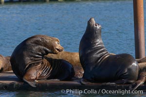 Sea lions hauled out on public docks in Astoria's East Mooring Basin.  This bachelor colony of adult males takes up residence for several weeks in late summer on public docks in Astoria after having fed upon migrating salmon in the Columbia River.  The sea lions can damage or even sink docks and some critics feel that they cost the city money in the form of lost dock fees, Zalophus californianus