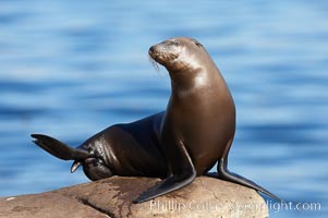 California sea lion hauled out on rocks beside the ocean, Zalophus californianus, La Jolla