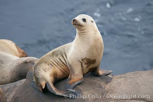 California sea lion hauled out on rocks beside the ocean, Zalophus californianus, La Jolla