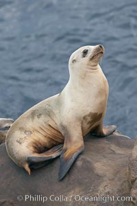 California sea lion hauled out on rocks beside the ocean.