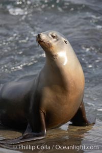 Sea lion portrait, hauled out on rocks beside the ocean, Zalophus californianus, La Jolla, California