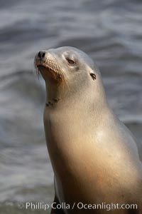 Sea lion portrait, hauled out on rocks beside the ocean.