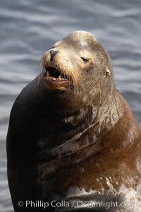 California sea lion, adult male, Zalophus californianus, La Jolla