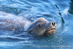 California sea lion, adult male, breathing at surface.