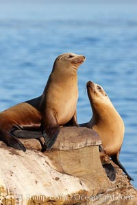 California sea lions, hauled out on rocks beside the ocean, resting in the sun, Zalophus californianus, La Jolla