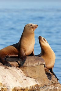 California sea lions, hauled out on rocks beside the ocean, resting in the sun.