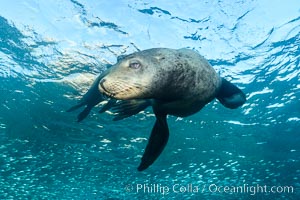 California sea lion and school of sardines underwater, Sea of Cortez, Baja California, Zalophus californianus