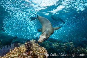 California sea lion and school of sardines underwater, Sea of Cortez, Baja California, Zalophus californianus