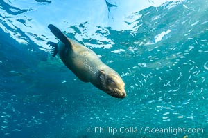 California sea lion and school of sardines underwater, Sea of Cortez, Baja California, Zalophus californianus