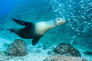 California sea lion and school of sardines underwater, Sea of Cortez, Baja California, Zalophus californianus