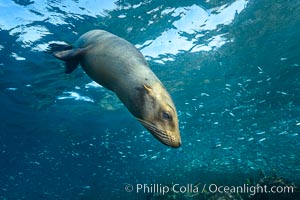 California sea lion and school of sardines underwater, Sea of Cortez, Baja California, Zalophus californianus