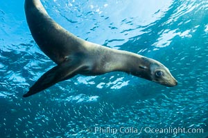 California sea lion and school of sardines underwater, Sea of Cortez, Baja California, Zalophus californianus