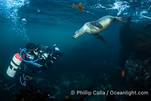 Marine Photographer Celia Kujala and California Sea Lion Underwater, Coronado Islands, Baja California, Mexico, Zalophus californianus, Coronado Islands (Islas Coronado)