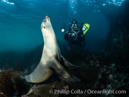 California Sea Lion and Underwater Photographer Underwater, Coronado Islands, Baja California, Mexico, Zalophus californianus, Coronado Islands (Islas Coronado)