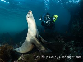 California Sea Lion and Underwater Photographer Underwater, Coronado Islands, Baja California, Mexico, Zalophus californianus, Coronado Islands (Islas Coronado)