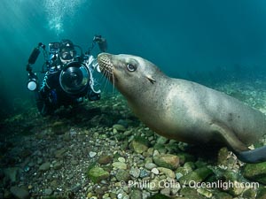 California Sea Lion and Underwater Photographer Celia Kujala at the Coronado Islands, Mexico, Zalophus californianus, Coronado Islands (Islas Coronado)