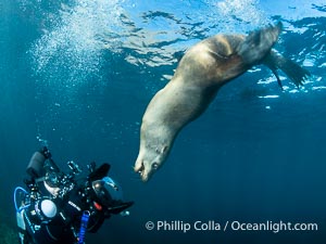 Inverted California Sea Lion Checks Out the Underwater Photographer taking its picture at the Coronado Islands, Mexico, Zalophus californianus, Coronado Islands (Islas Coronado)