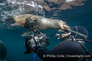 California Sea Lion Nibbles the Dive Mask of an Underwater Photographer at the Coronado Islands, Mexico. Sea lions, especially young ones, are very inquisitive and will often test the gear that divers have the only way they can, by nibbling and rubbing it with their foreflippers, Zalophus californianus, Coronado Islands (Islas Coronado)