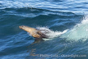 California sea lion body surfing on large waves, shorebreak, La Jolla, Zalophus californianus