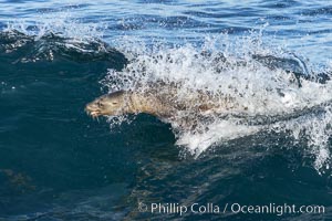 California sea lion body surfing on large waves, shorebreak, La Jolla, Zalophus californianus