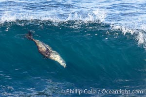 California sea lion body surfing on large waves, shorebreak, La Jolla. Sea lions are the original body surfers and still the best, Zalophus californianus
