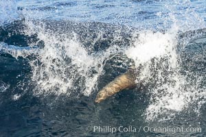 California sea lion body surfing on large waves, shorebreak, La Jolla, Zalophus californianus