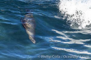 California sea lion body surfing on large waves, shorebreak, La Jolla, Zalophus californianus