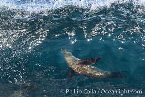 California sea lion body surfing on large waves, shorebreak, La Jolla, Zalophus californianus