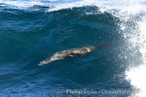 California sea lion body surfing on large waves, shorebreak, La Jolla, Zalophus californianus