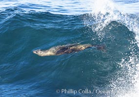 California sea lion body surfing on large waves, shorebreak, La Jolla, Zalophus californianus
