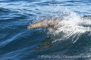 California sea lion body surfing on large waves, shorebreak, La Jolla, Zalophus californianus