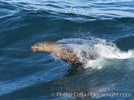 California sea lion body surfing on large waves, shorebreak, La Jolla, Zalophus californianus