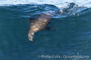 California sea lion body surfing on large waves, shorebreak, La Jolla, Zalophus californianus